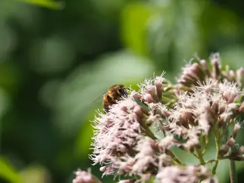 NaturOparC Hunawihr, Alsace (France)